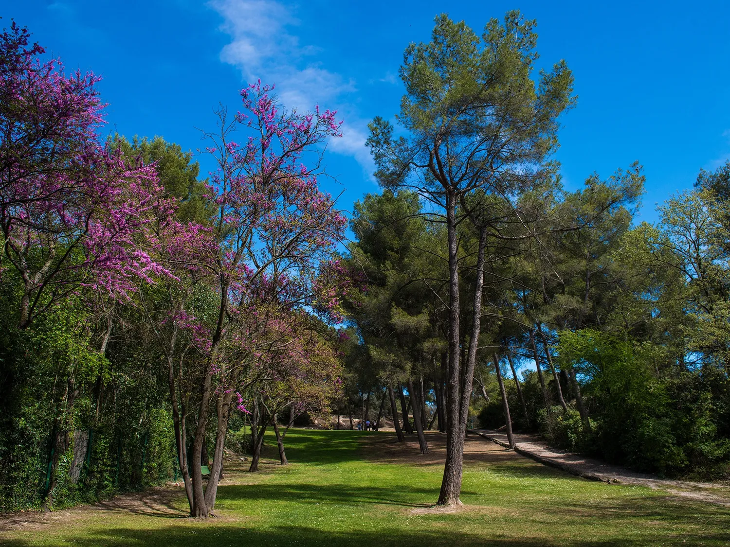 Image qui illustre: Parc Des Collines De Cuques à Aix-en-Provence - 1