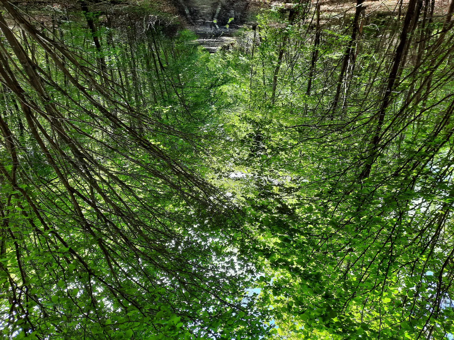 Image qui illustre: Le Sentier Forestier De Froidmont à Saint-Félix - 0