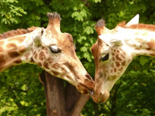 Image qui illustre: Parc Zoologique Cerza