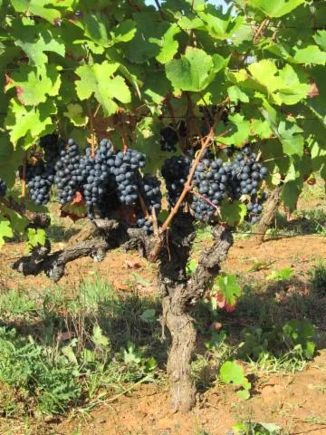 Image qui illustre: Vignoble Les Claies De Maillol