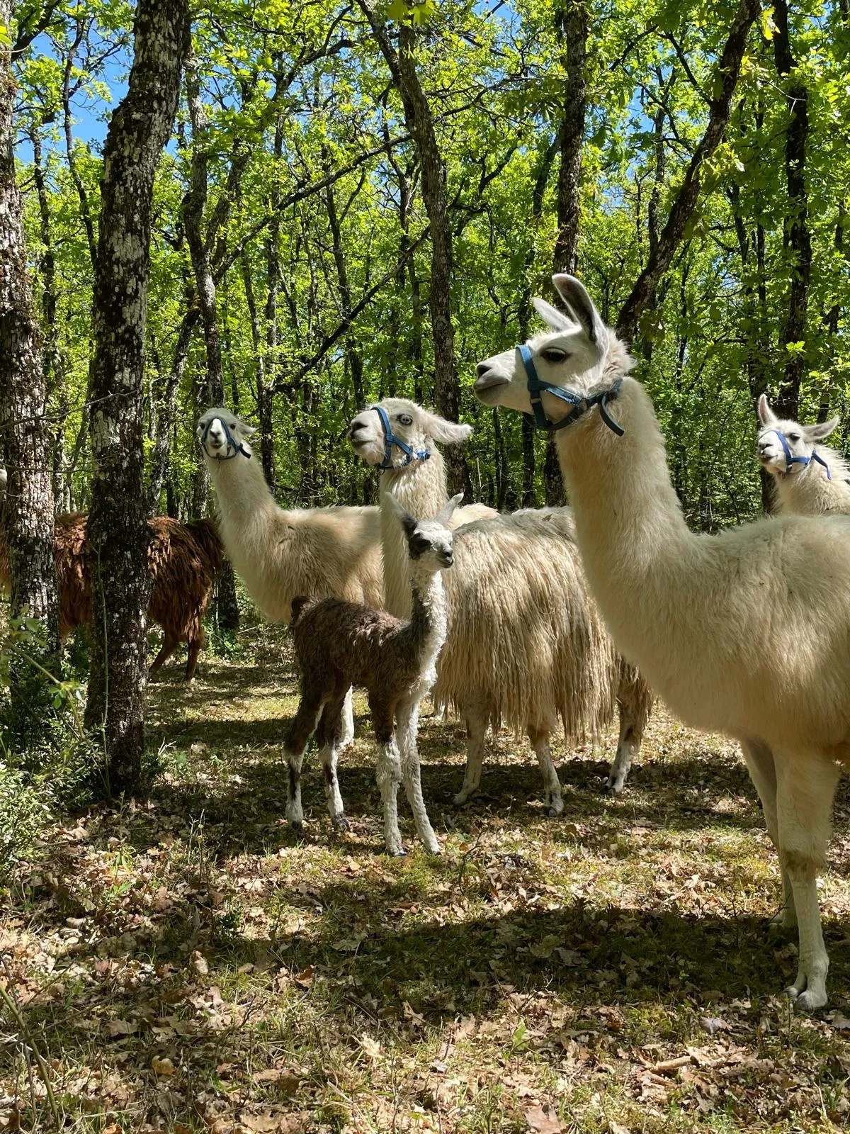 Image qui illustre: Les Lamas De Pechzen - Randonnée En Autonomie Avec Un Lama à Masquières - 0