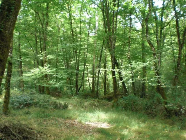 Image qui illustre: Forêt Du Gâvre