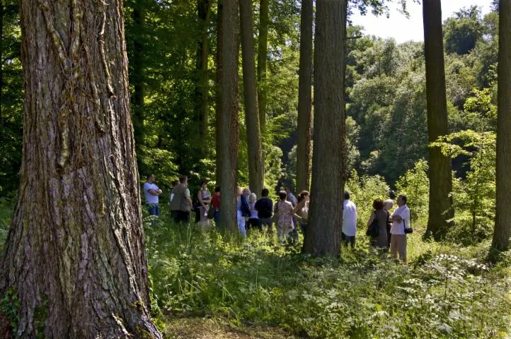Image qui illustre: Les arbres fabuleux du Parc du Prieuré de Cons-la-Grandville