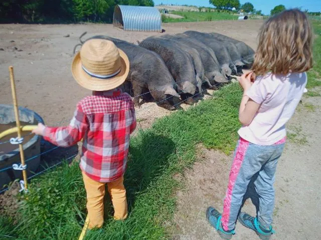 Image qui illustre: Ferme Du Pilou