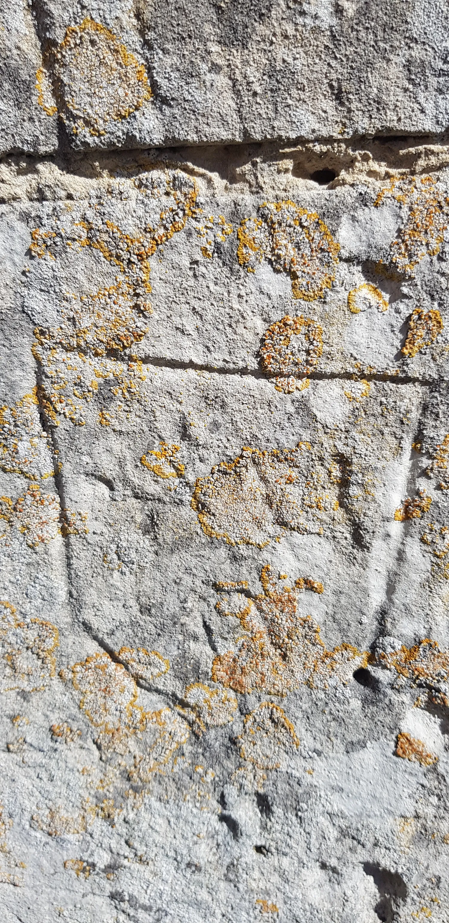 Image qui illustre: Visite guidée : identifier les anciens graffitis de plusieurs centaines d'années à Mesnil-en-Ouche - 0
