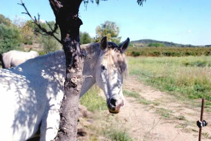 Image qui illustre: Viggo's Farm