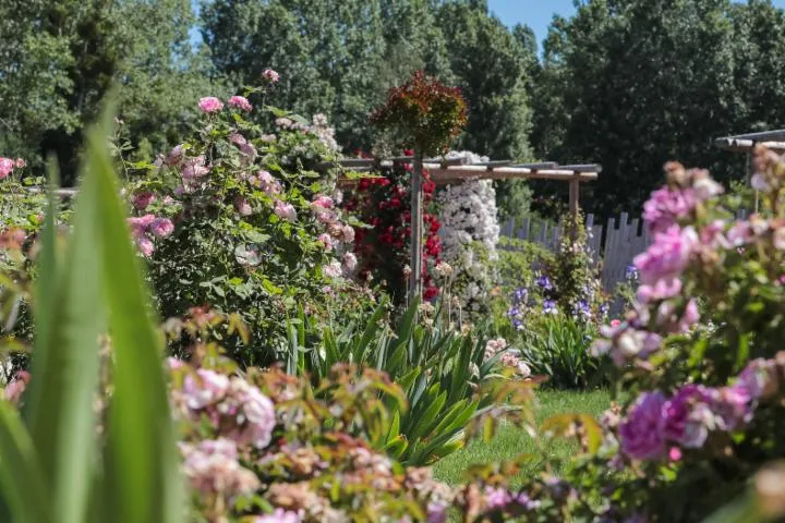 Image qui illustre: Le Jardin De Roses André Eve®