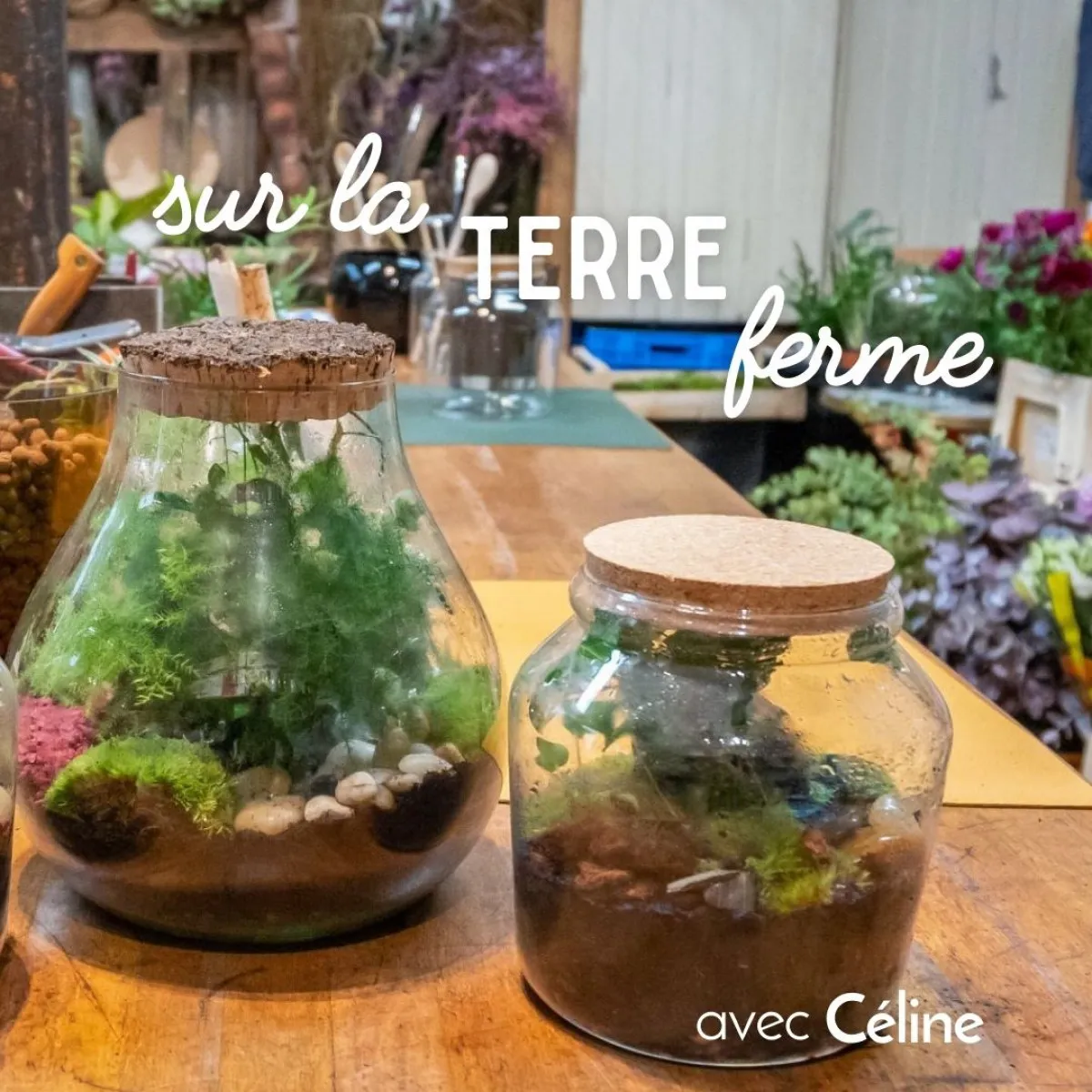 Image qui illustre: Composez votre terrarium en famille à Paris - 0