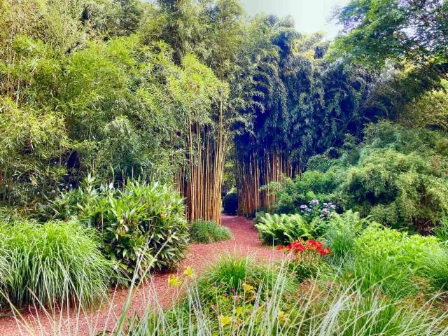 Image qui illustre: Visite découverte d'un jardin botanique de bambous