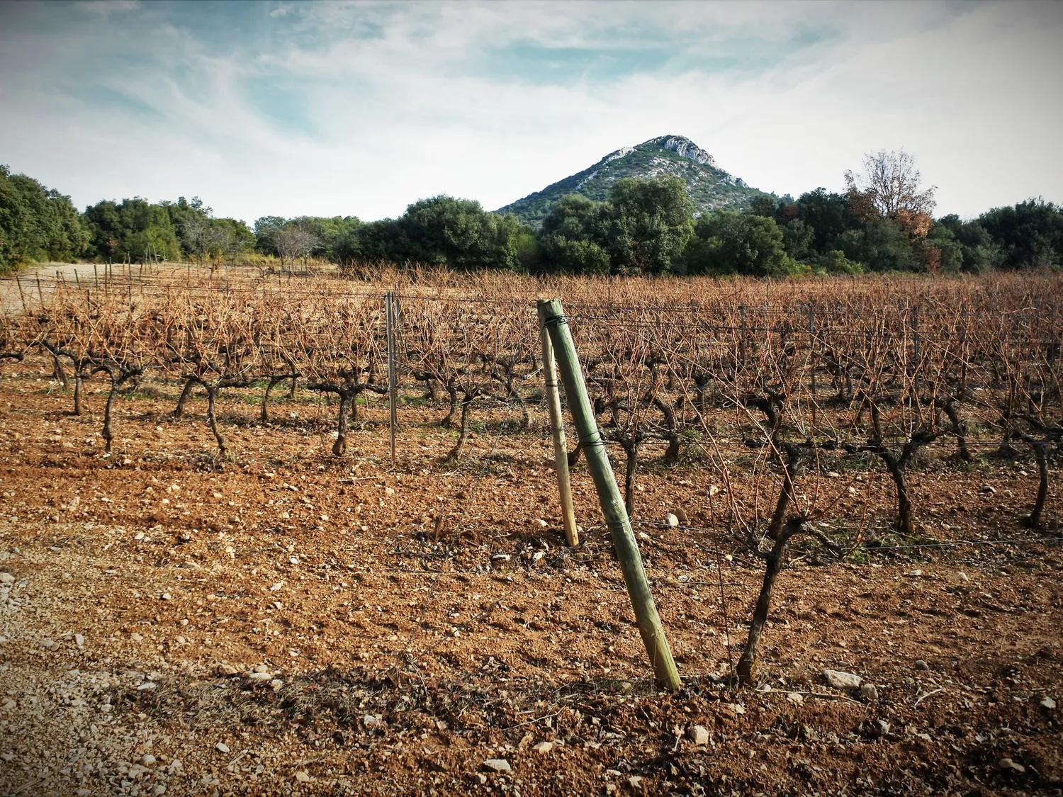Image qui illustre: Le vignoble aixois, le vignoble des bastides - Un week-end à la montagne de la Vautubière à Jouques - 2