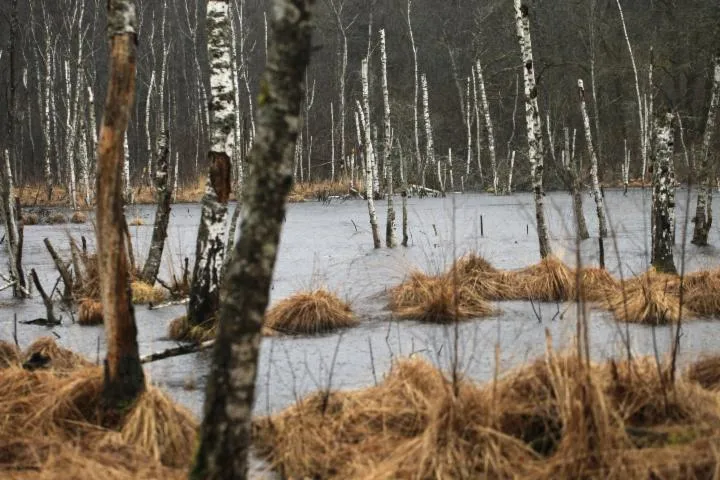 Image qui illustre: Réserve Naturelle De La Tourbière De La Grande Pile