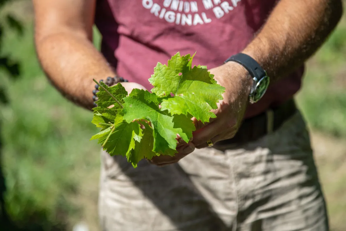Image qui illustre: Découvrez une viticulture biologique à Saint-Germain-de-la-Rivière - 2