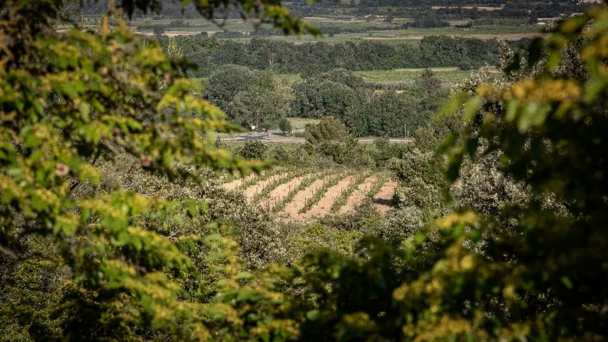 Image qui illustre:  Coste Moure: Domaine Viticole et Producteur de vins