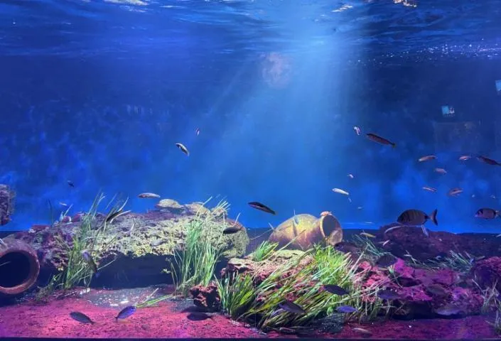 Image qui illustre: Aquarium de Vendée