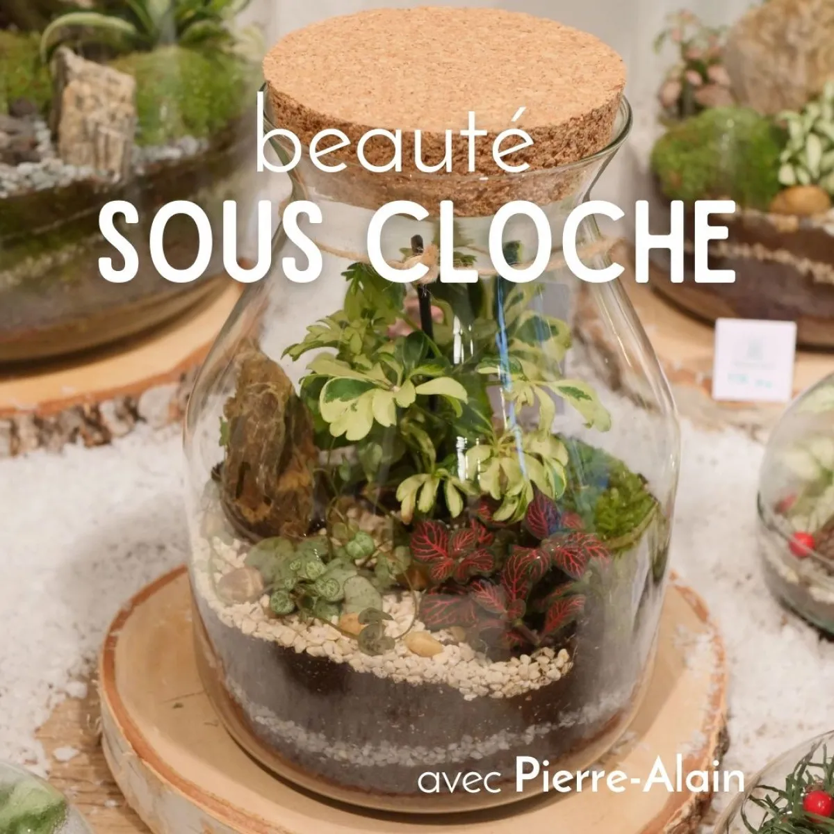 Image qui illustre: Créez votre petit terrarium à Saint-Jean-le-Vieux - 0