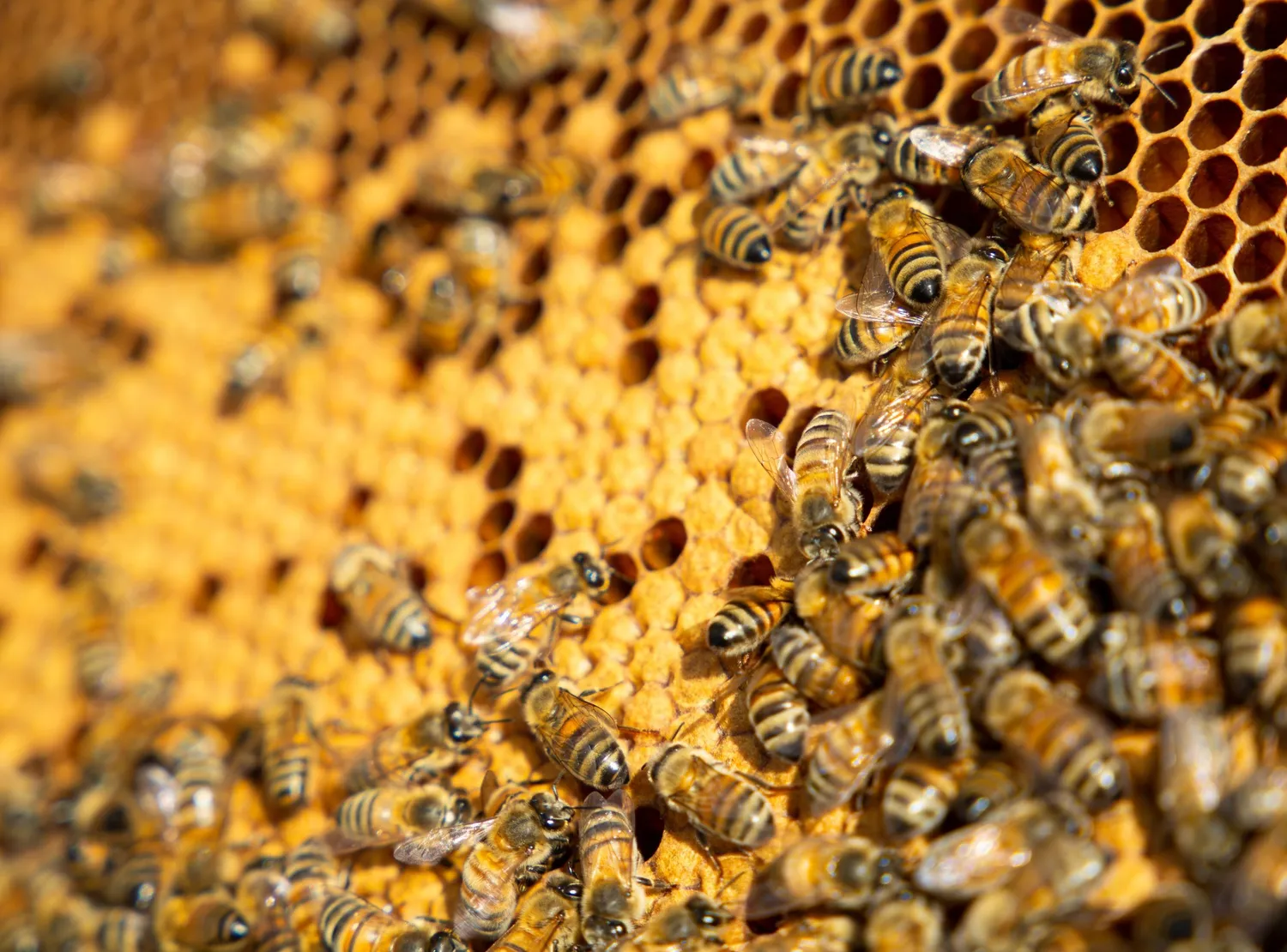 Image qui illustre: Découvrez l'apiculture et visitez des ruchers à Jassans-Riottier - 2