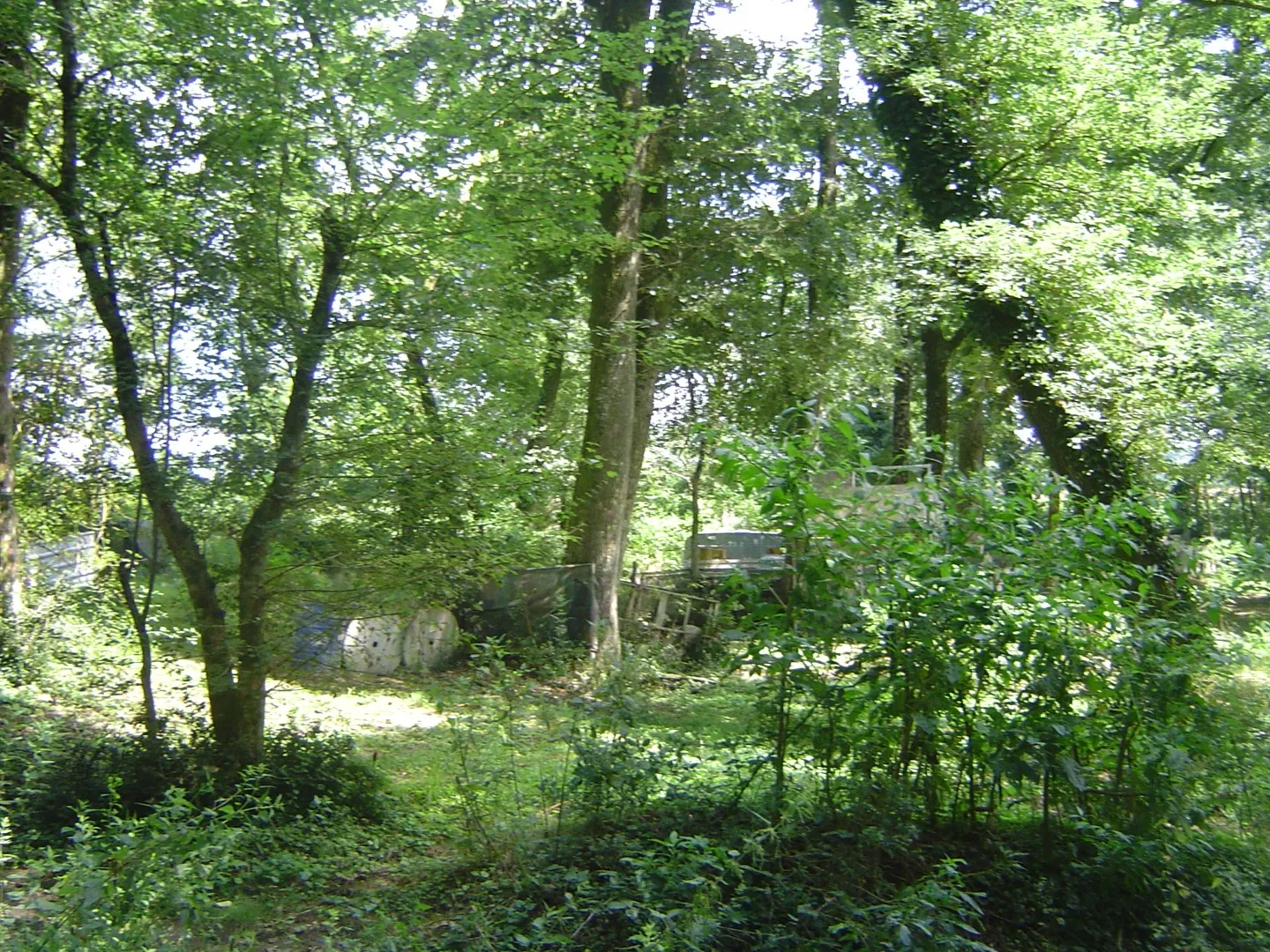 Image qui illustre: Forêt De Saint-pée-sur-nivelle à Saint-Pée-sur-Nivelle - 0