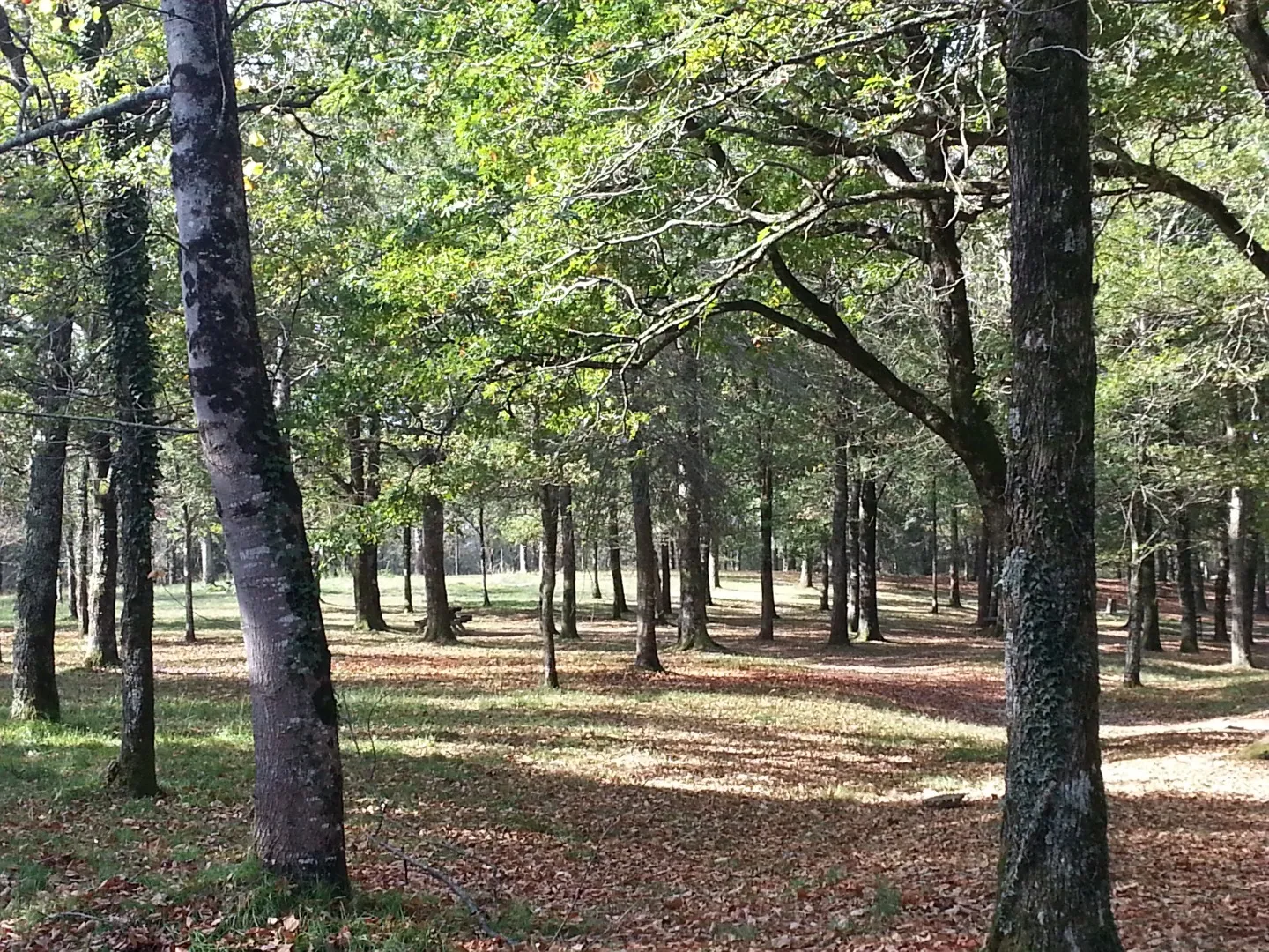 Image qui illustre: Forêt De Saint-pée-sur-nivelle à Saint-Pée-sur-Nivelle - 2