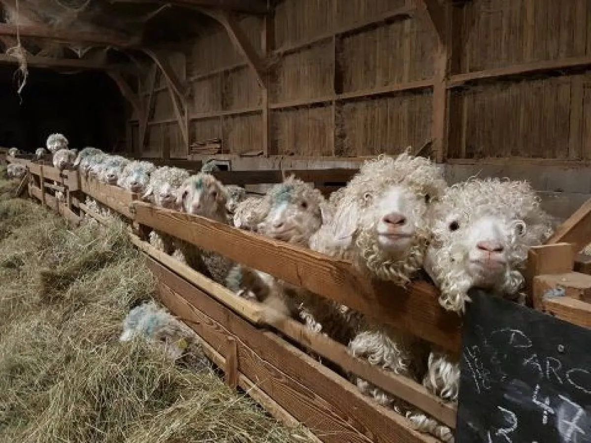 Image qui illustre: Visitez un élevage de chèvres angora et cachemire à Saint-Didier-sur-Beaujeu - 2