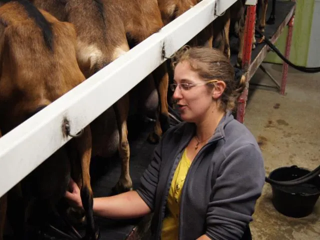 Image qui illustre: Traite Des Chèvres Aux Chèvres De Noémie