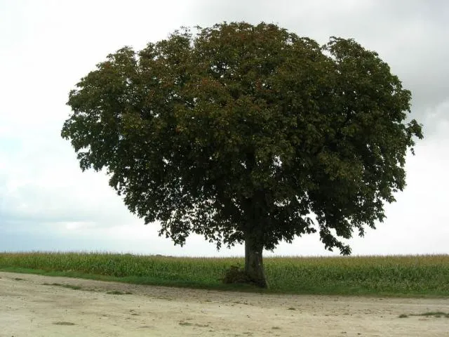 Image qui illustre: l'Arbre Caraf(f)e