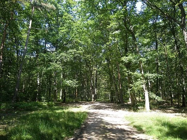 Image qui illustre: Forêt de Tronçais