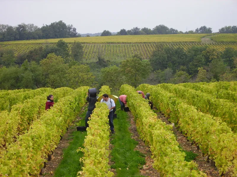 Image qui illustre: Domaine Sylvain Gaudron à Vernou-sur-Brenne - 0