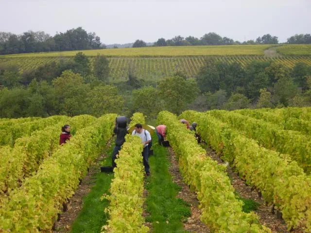 Image qui illustre: Domaine Sylvain Gaudron