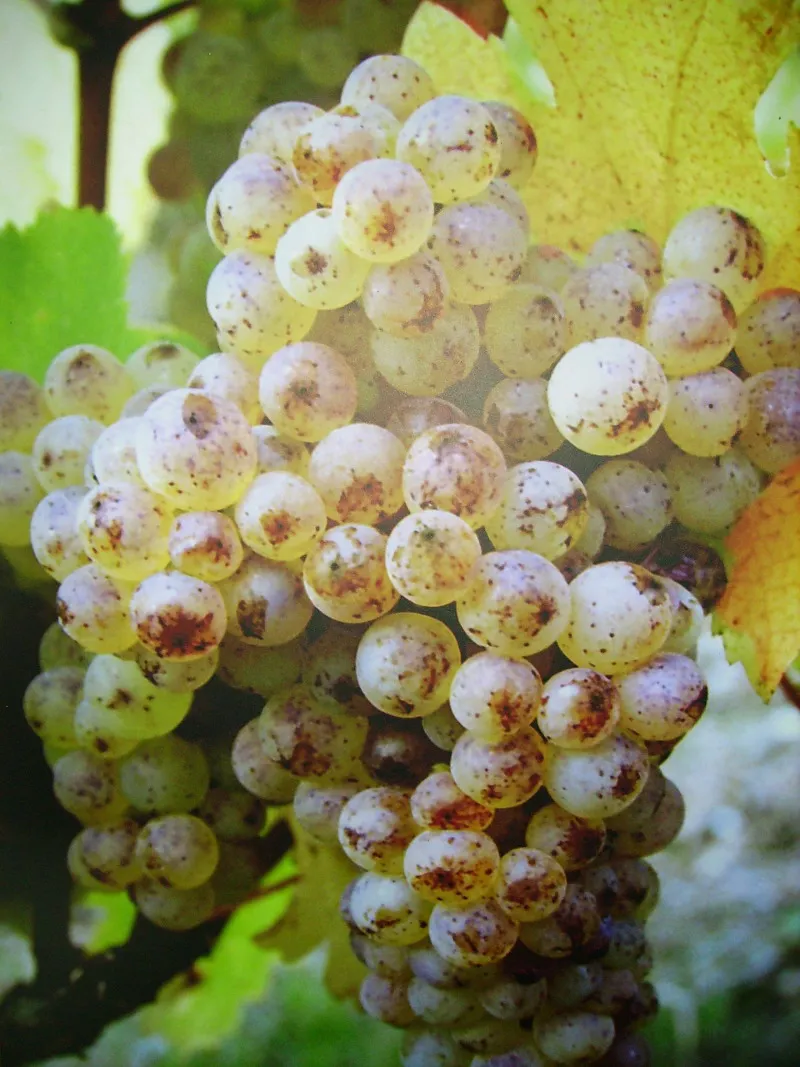 Image qui illustre: Domaine Sylvain Gaudron à Vernou-sur-Brenne - 1