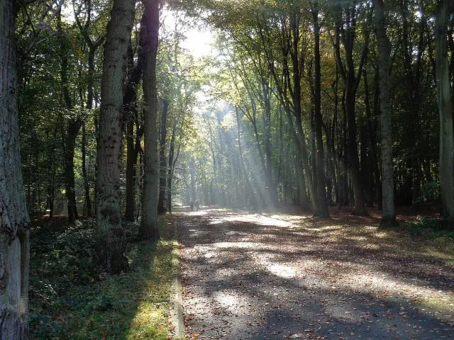 Image qui illustre: Forêt de Montgeon