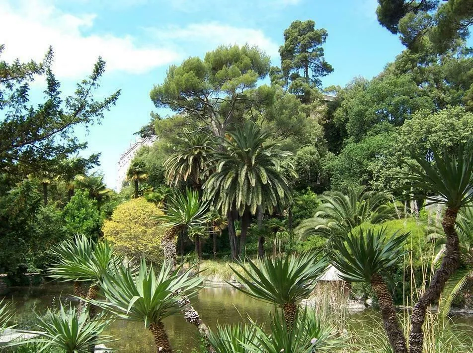 Image qui illustre: Visite des plantes médicinales du parc de Valrose à Nice - 0
