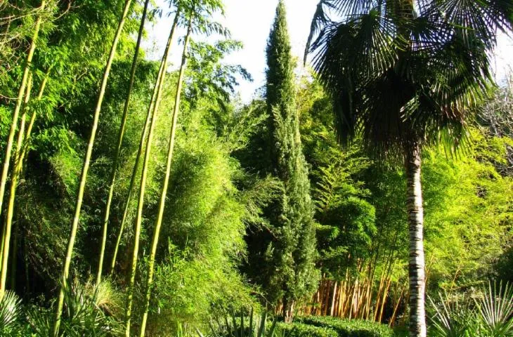Image qui illustre: Jardin Les Bambous De Planbuisson