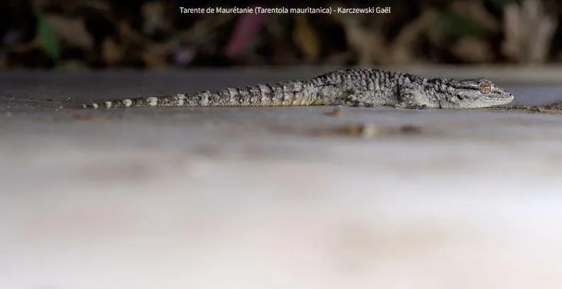 Image qui illustre: Un Ete Avec Le Parc: Sur La Piste Des Reptiles Et Batraciens