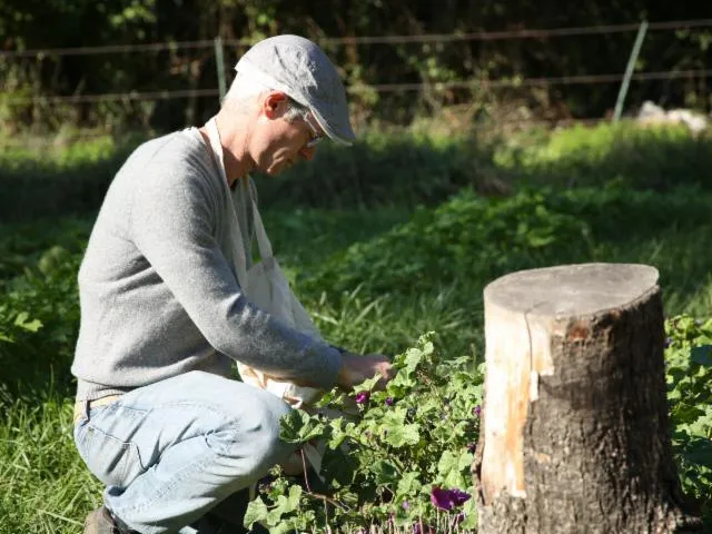 Image qui illustre: Récoltez vos plantes sauvages