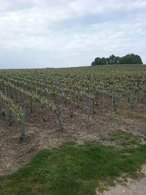 Image qui illustre: Ardennes Roues Libres à Vouziers - 0