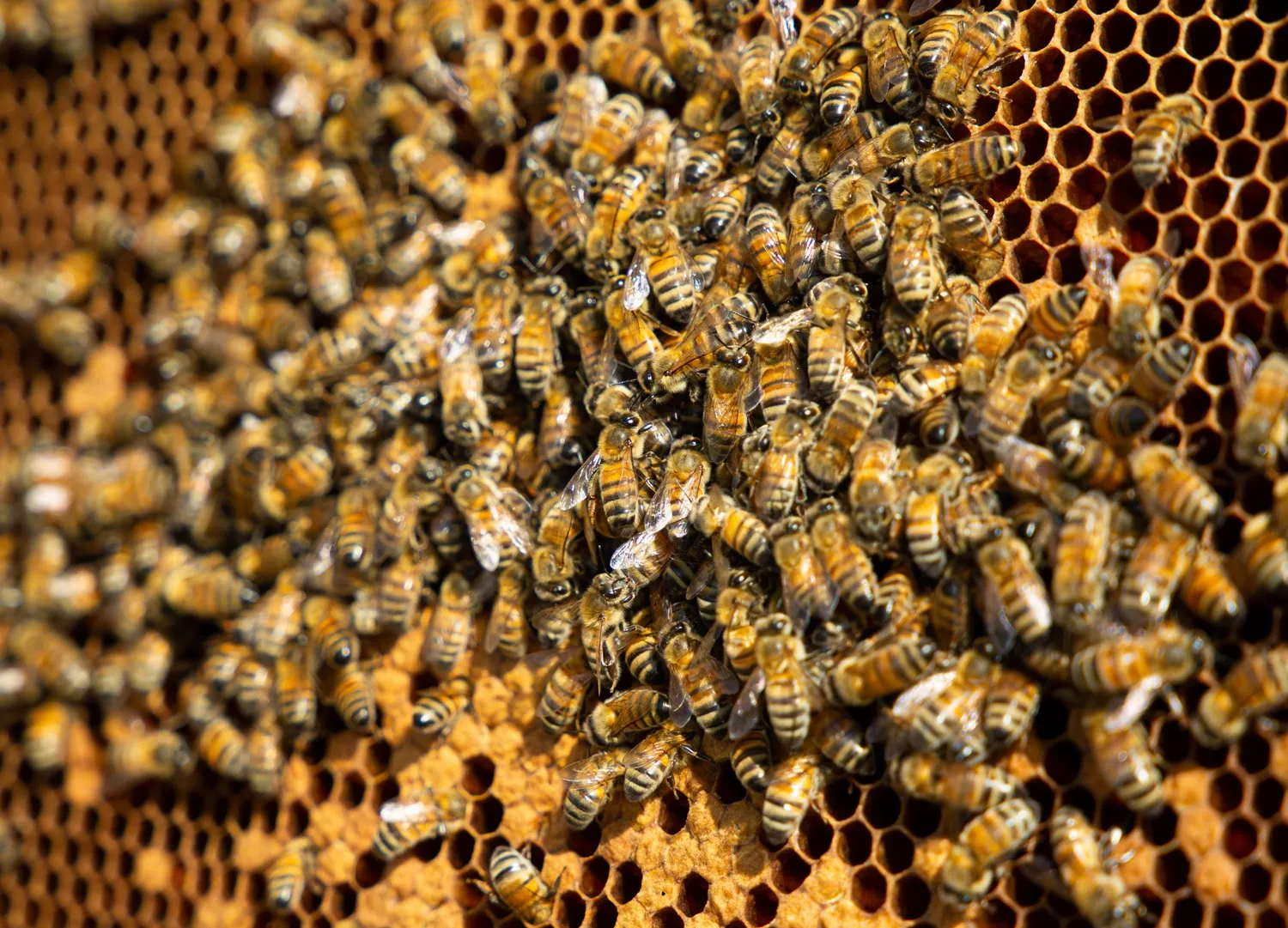 Image qui illustre: Réalisez votre miel grâce à l'extraction manuelle à Jassans-Riottier - 1