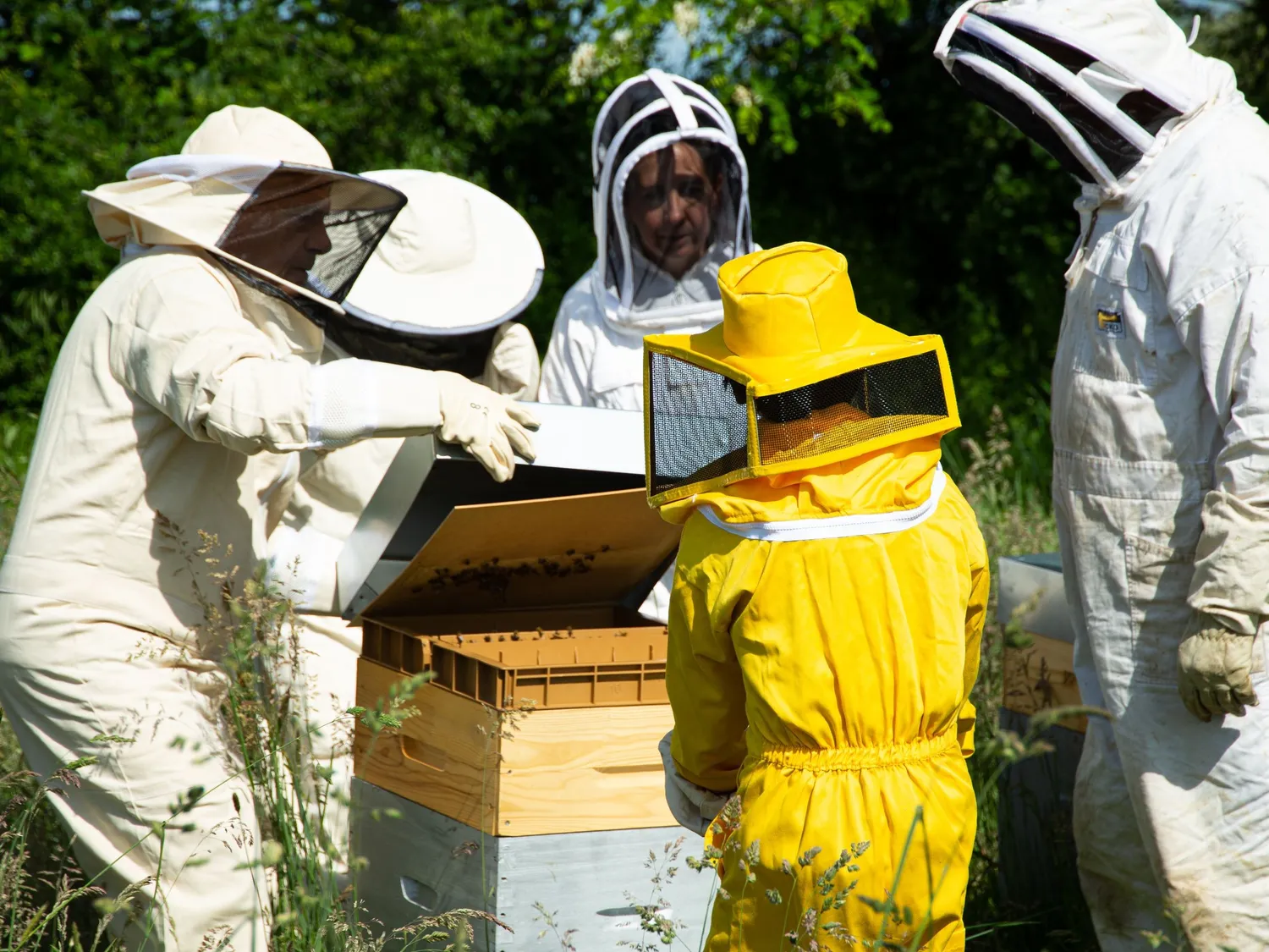 Image qui illustre: Réalisez votre miel grâce à l'extraction manuelle à Jassans-Riottier - 2