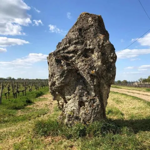 Image qui illustre: Entre Bois Et Vignes