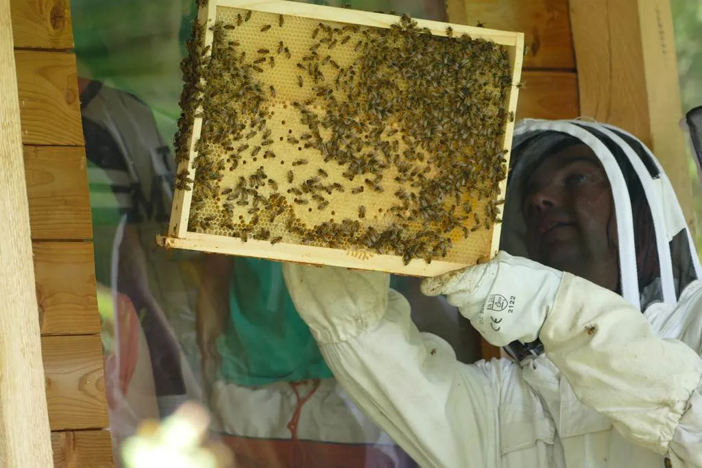 Image qui illustre: Le Rucher du Marcassin - Ferme pédagogique apicole  à Seraincourt - 1