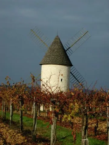 Image qui illustre: Saint-astier-de-duras, À Travers Vignobles Et Vergers De Duras