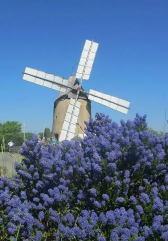 Image qui illustre: Entrez dans l'histoire de la fabrication de la farine au moulin à vent de Montbrun-Lauragais