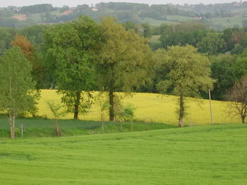 Image qui illustre: Laugnac, Un Sentier Nature Dans Les Serres à Laugnac - 2