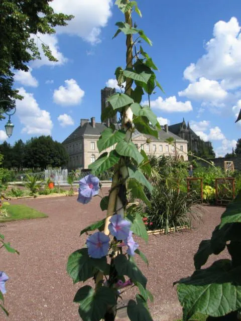 Image qui illustre: Parc et jardins de l'Evêché à Limoges - 1