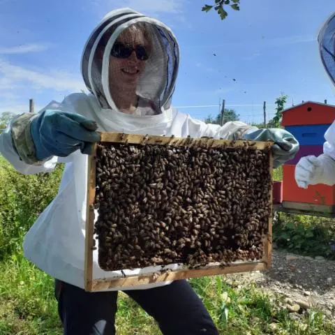 Image qui illustre: Découvrez l'apiculture