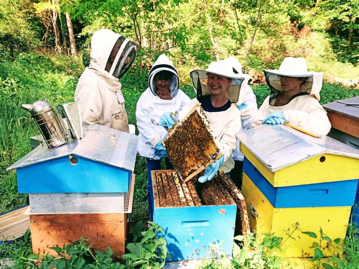 Image qui illustre: Découvrez l'apiculture à Sathonay-Village - 2