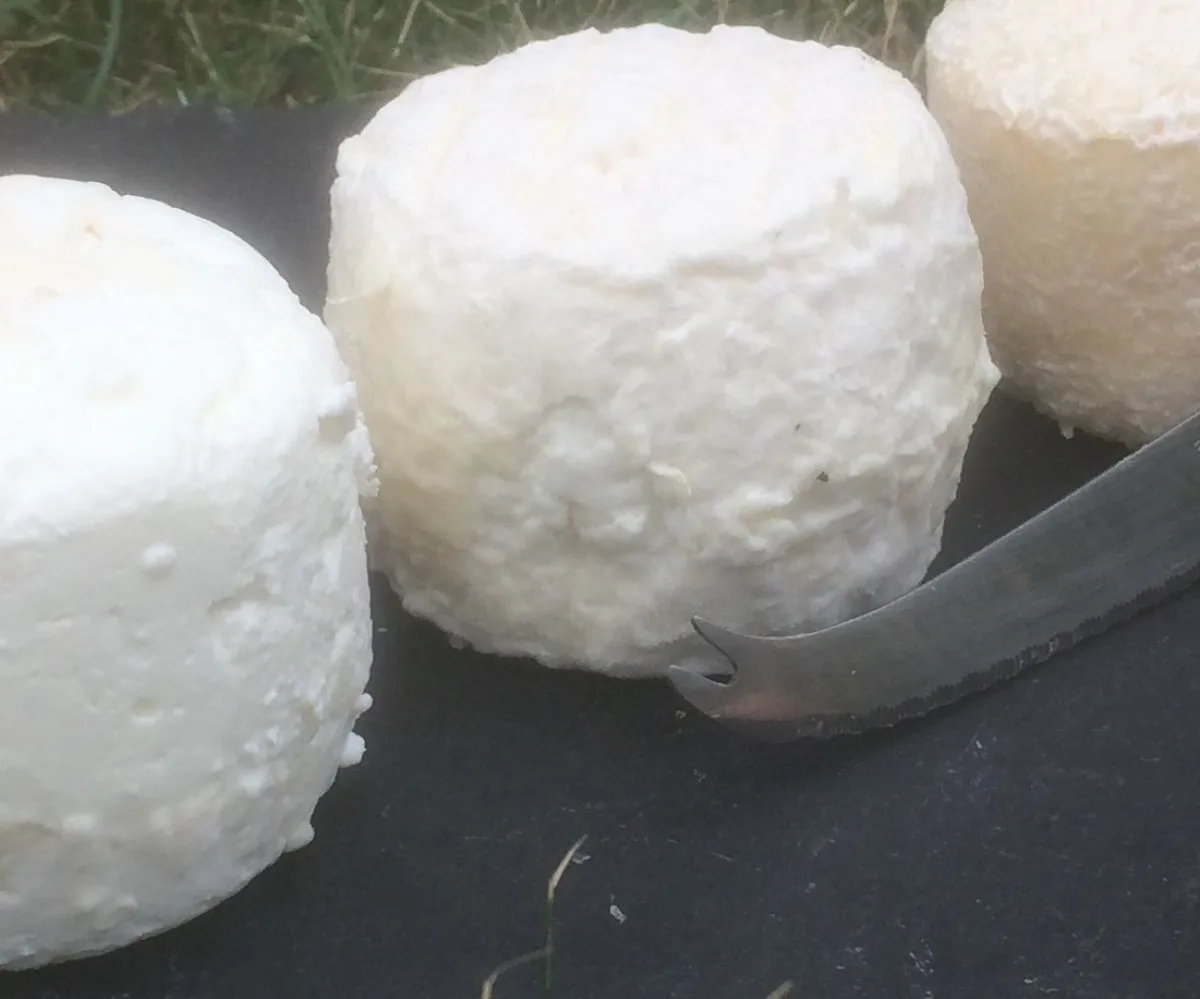 Image qui illustre: Fabriquez votre fromage de chèvre à Noyers - 1