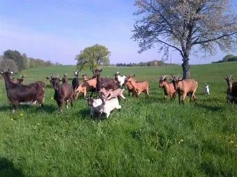 Image qui illustre: Les Délices De Justine - Fromages De Chèvres, Vaches Et Oeufs à Saint-Yrieix-la-Perche - 0