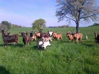 Image qui illustre: Les Délices De Justine - Fromages De Chèvres, Vaches Et Oeufs