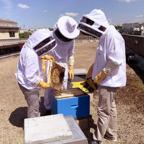 Image qui illustre: Découvrez l'apiculture sur le toit de la mairie