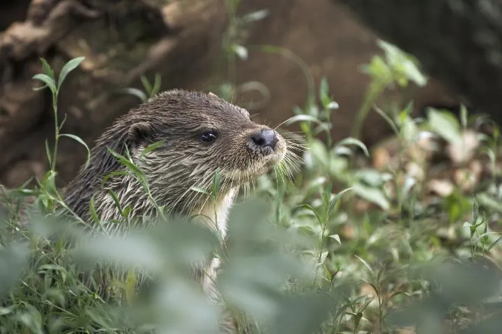 Image qui illustre: Circuit : à la recherche de la loutre d'Europe